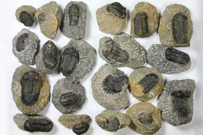 Lot: Assorted Devonian Trilobites - Pieces #119815